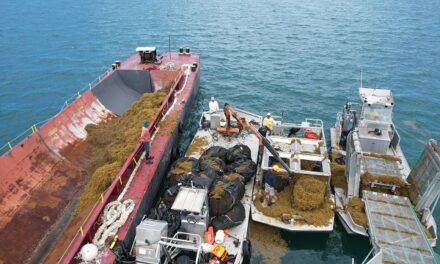 122 tonnes de sargasses ramassées en mer en deux semaines
