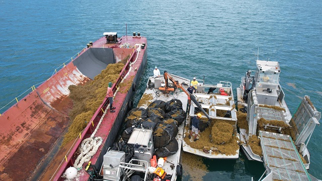 122 tonnes de sargasses ramassées en mer en deux semaines