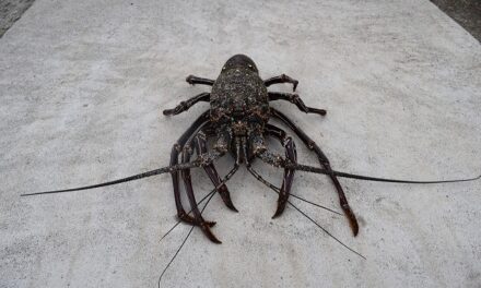 Fermeture saisonnière de la pêche de loisir de la langouste