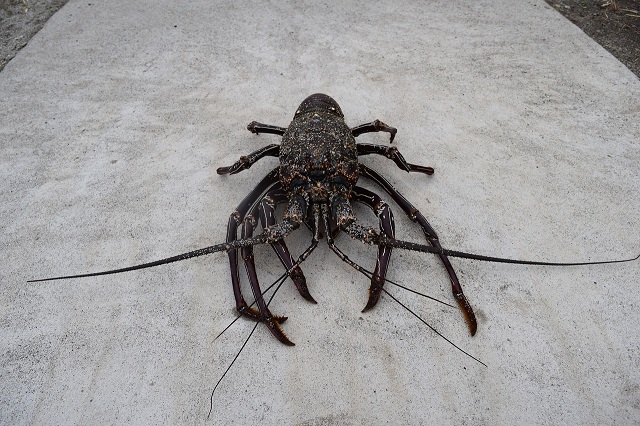 Fermeture saisonnière de la pêche de loisir de la langouste