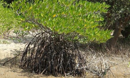 Restaurer les mangroves : quatre projets sélectionnés dans les Outre-mer