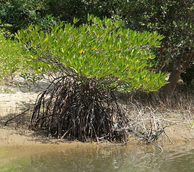 Restaurer les mangroves : quatre projets sélectionnés dans les Outre-mer