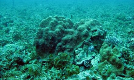 Les Outre-mer en péril face au blanchissement des coraux