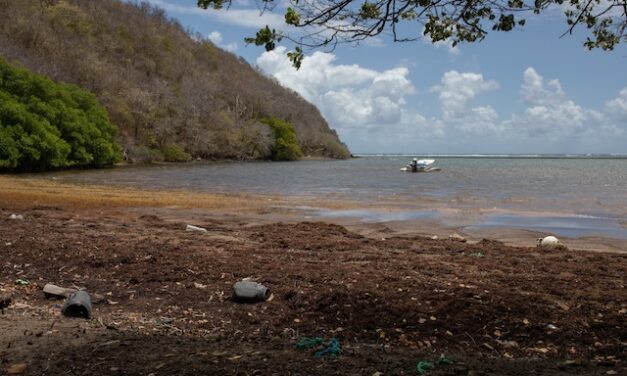 L’échouage de sargasses reconnu catastrophe naturelle par le Sénat