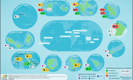 Pontes des tortues marines dans les outre-mer :  diminution sur 31 % des sites fréquentés 